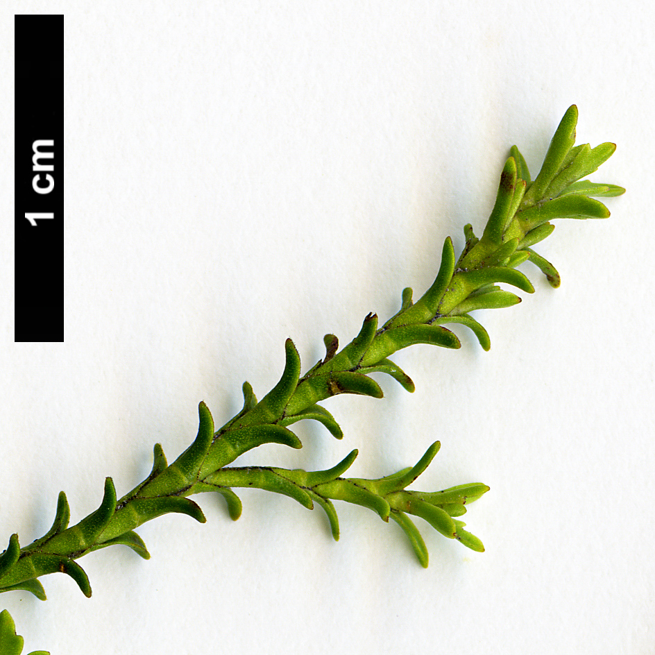 High resolution image: Family: Plantaginaceae - Genus: Hebe - Taxon: ochracea
